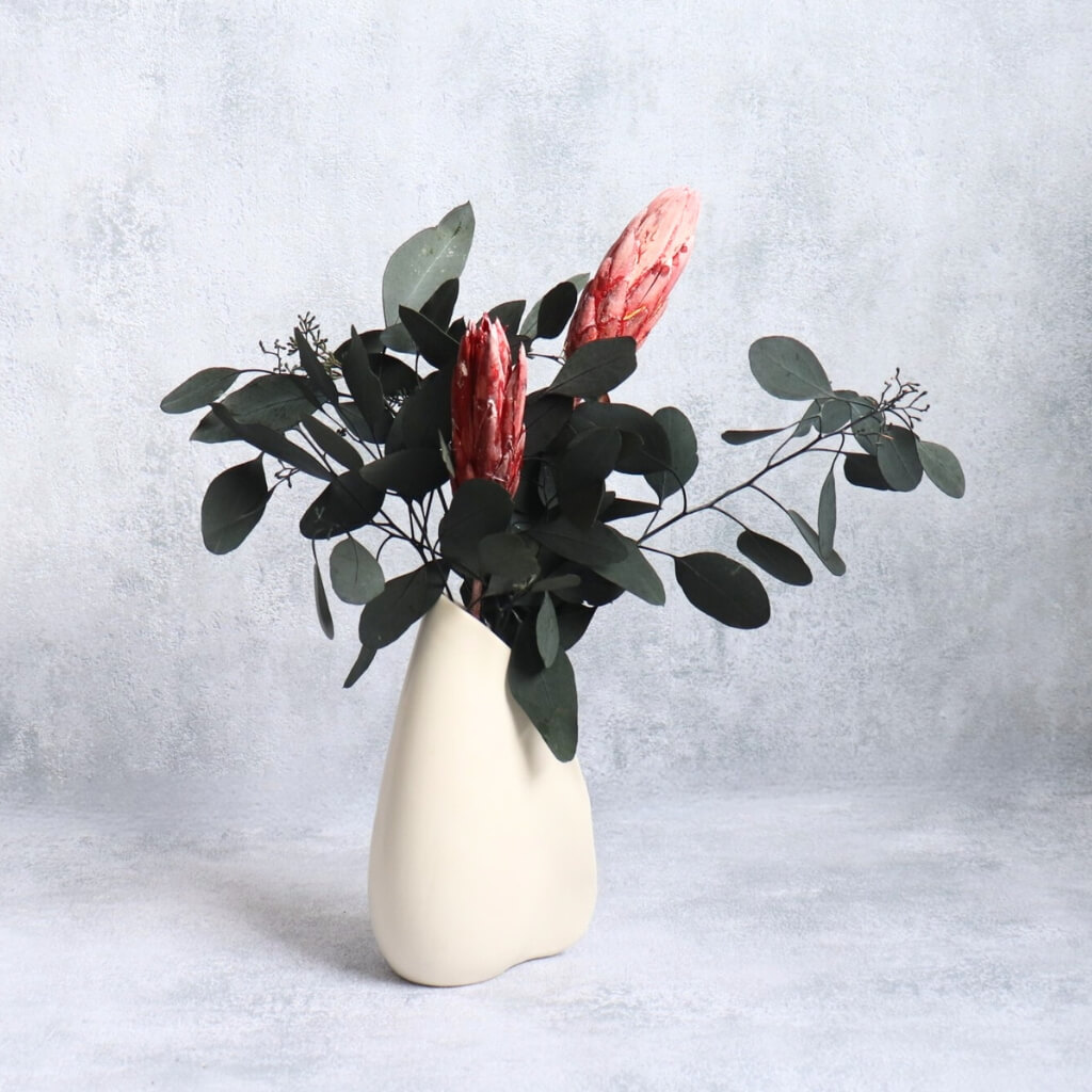 Protea Repens Frosted Red – sušená exotická květina s červeným a bílým ojíněním, ideální pro zimní a svatební aranžmá.